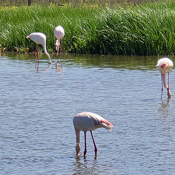 Los flamencos también disfrutan de la lluvia