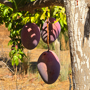 Los mangos están de temporada