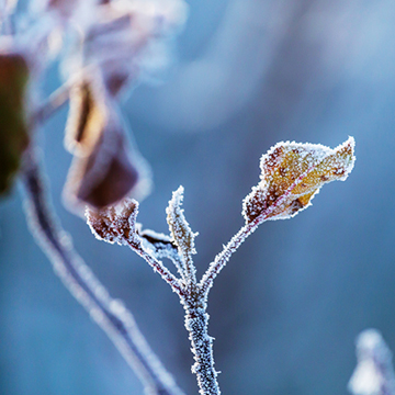 Frost bis -7 °C in der Nacht zum Freitag im Osten des Landes erwartet