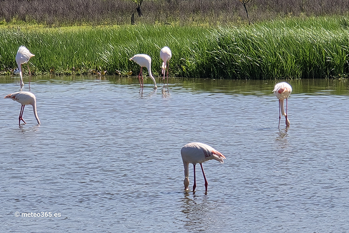 Flamingos are also happy about the rain