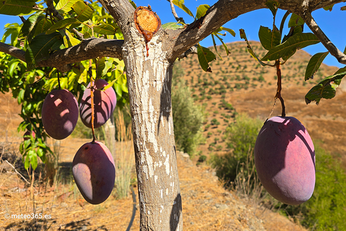 Mangos are currently in season