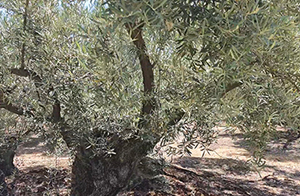 Premium olive oil from Andalusia 