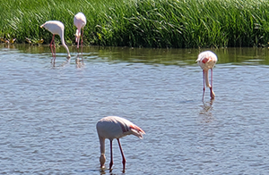 Los flamencos también disfrutan de la lluvia