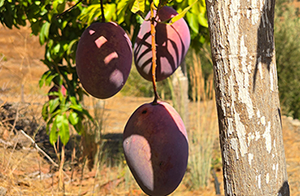 Los mangos están de temporada