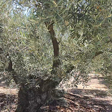 Premium olive oil from Andalusia 
