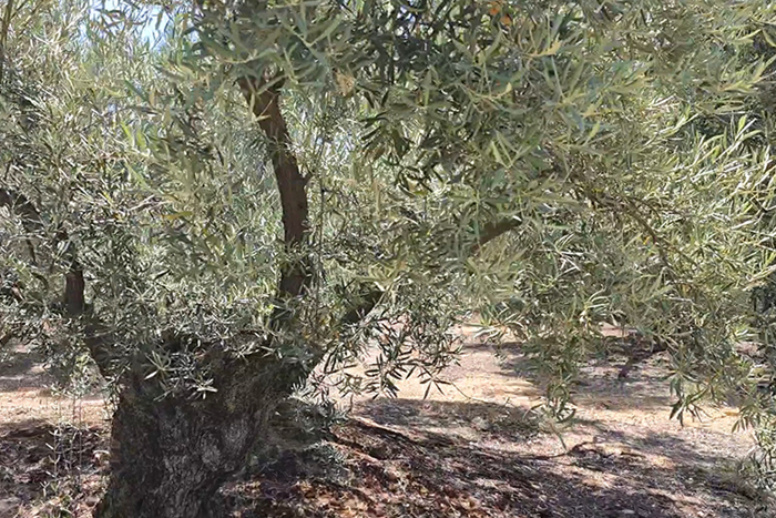 Premium olive oil from Andalusia 