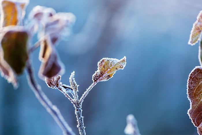 Frost bis -7 °C in der Nacht zum Freitag im Osten des Landes erwartet